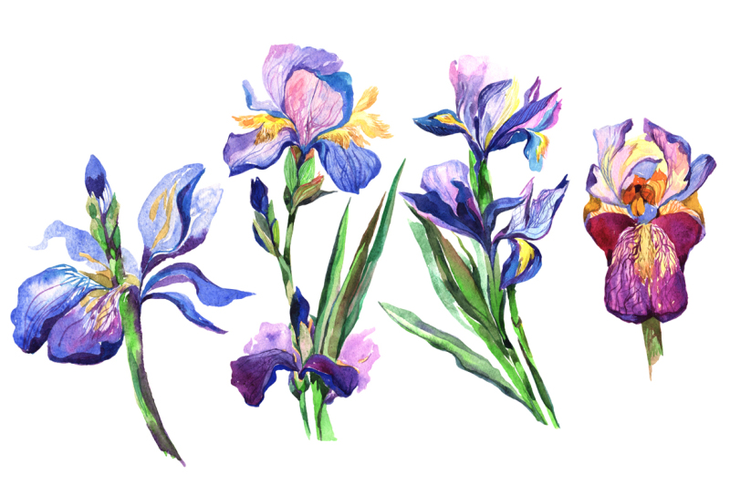 irises-png-watercolor-flowers-set