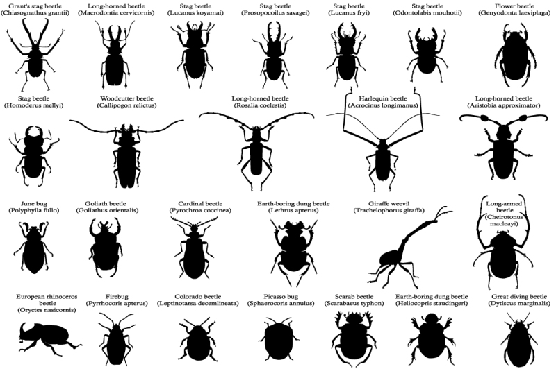 silhouettes-of-beetles