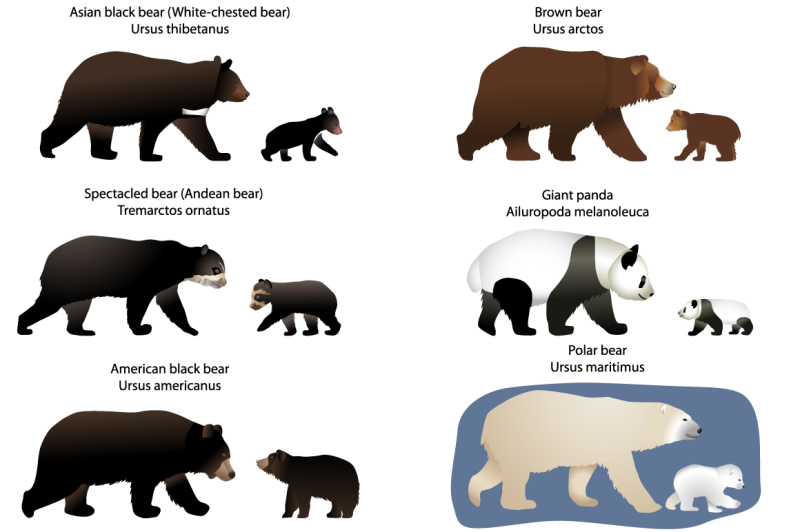 bears-and-bear-cubs