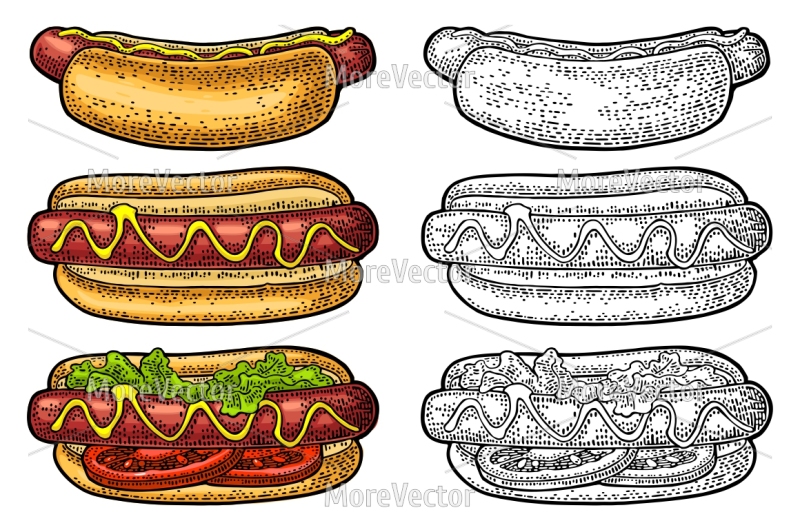 hotdog-with-tomato-mustard-leave-lettuce-top-and-side-view