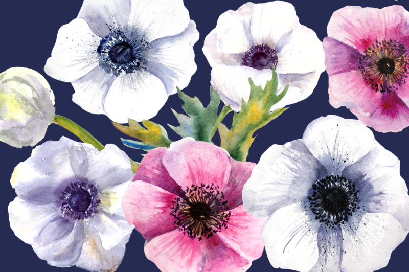 watercolor-anemone-flowers-clipart