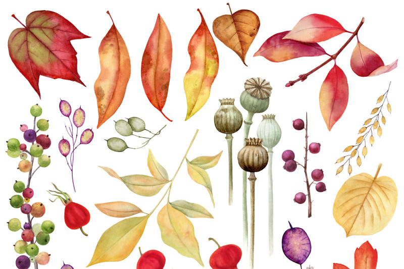 autumn-herbarium-watercolor-clipart