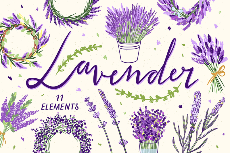 lavender-illustrations
