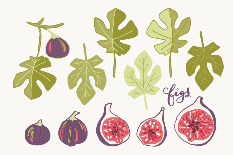 late-summer-figs-clip-art-and-vectors