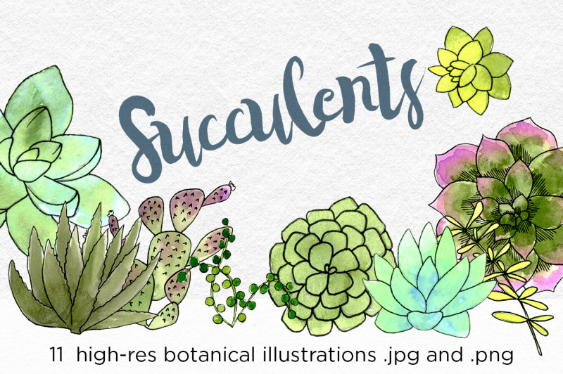 succulents-botanical-watercolors