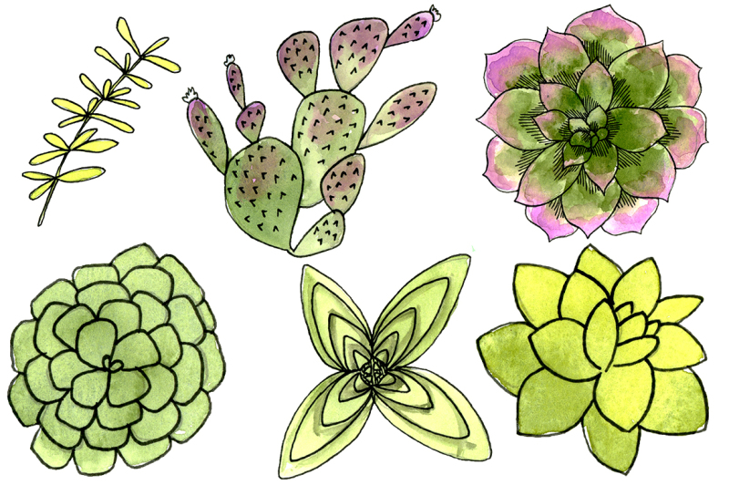 succulents-botanical-watercolors