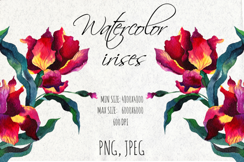 watercolor-iris-flowers