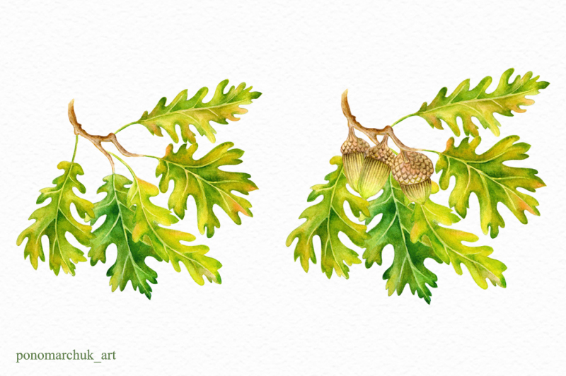 watercolor-fall-acorns-collection