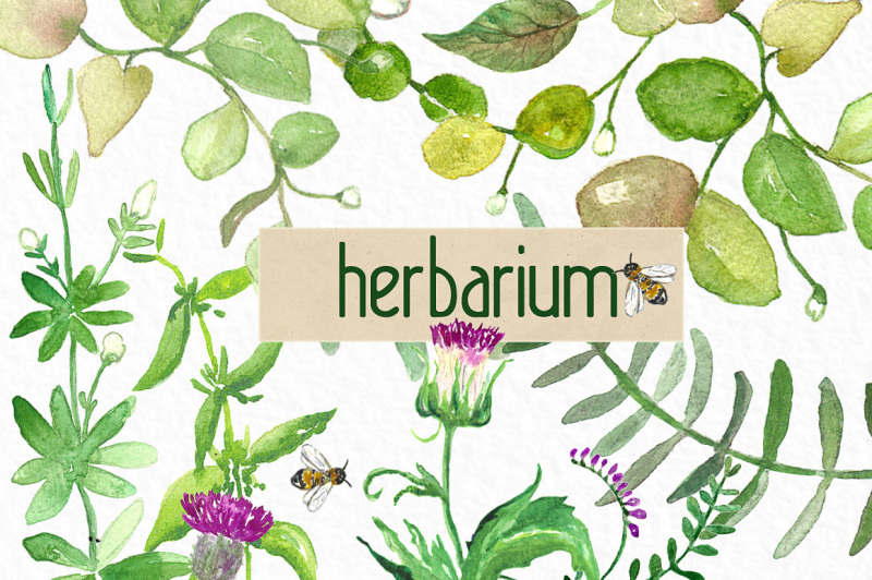 herbarium-green-herbs-watercolor