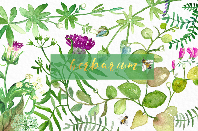 herbarium-green-herbs-watercolor