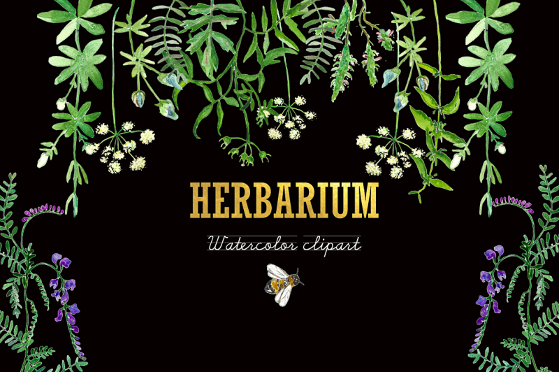 herbarium-green-herbs-watercolor