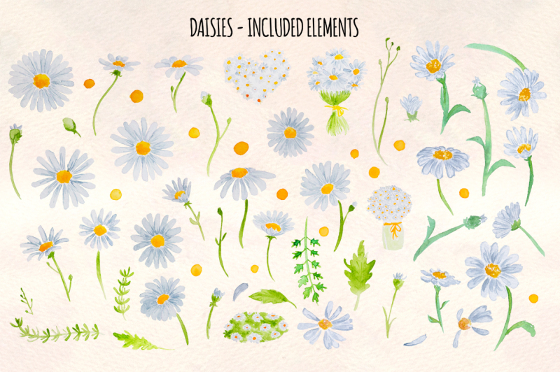 spring-daisies-60-watercolor-element