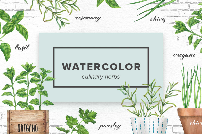 watercolor-culinary-herbs