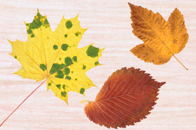 autumn-leaves