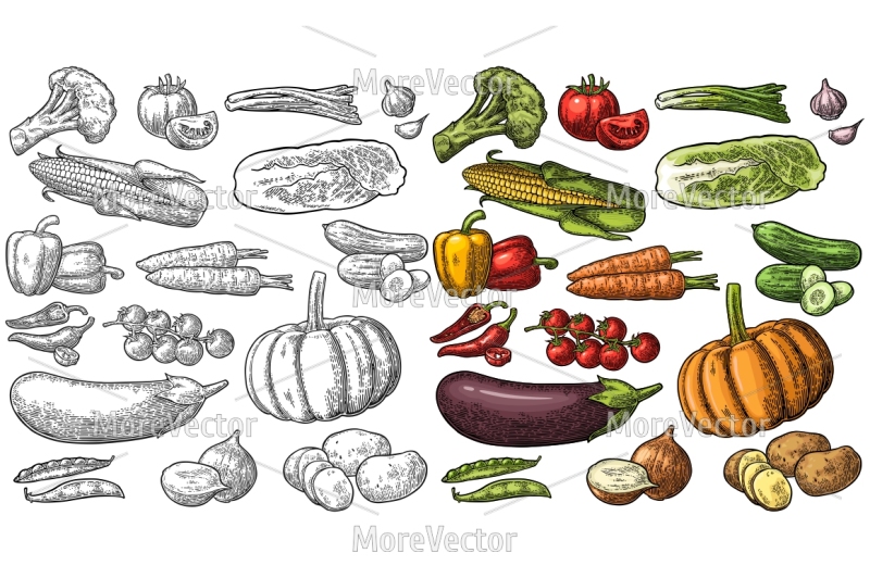 set-vegetables-engraving