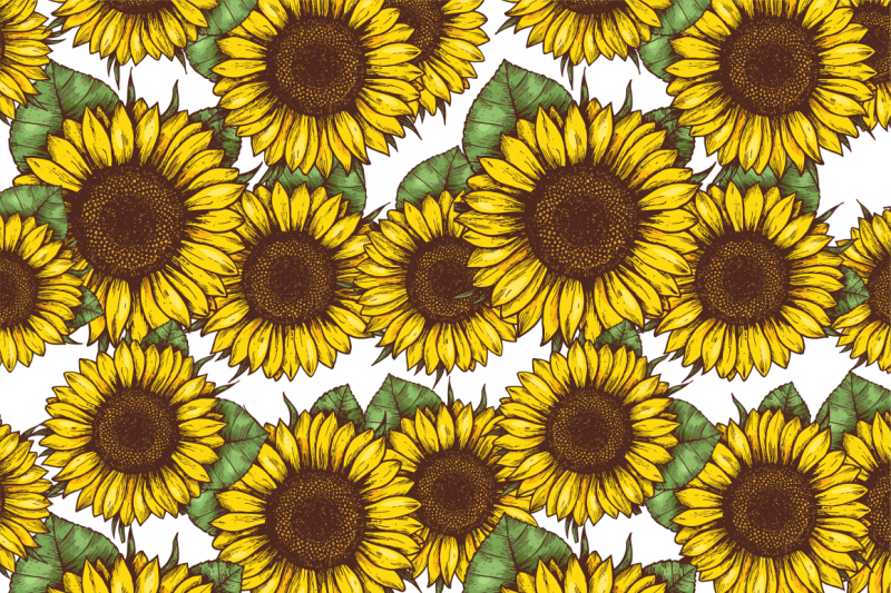 sunflower-illustrations