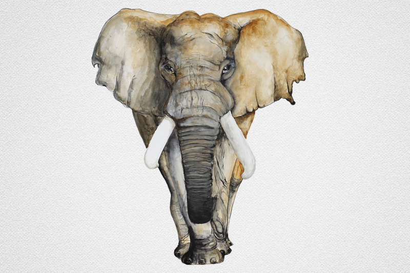 watercolor-elephant
