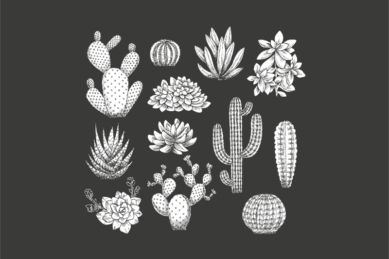 cactus-illustrations