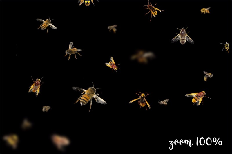 5k-bees-overlays