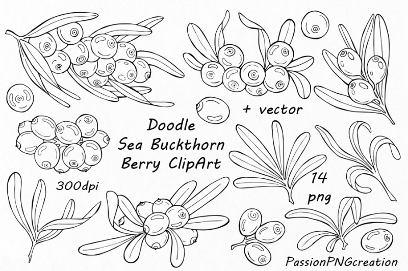 doodle-sea-buckthorn-berry-clipart-digital-floral-clip-art-branches
