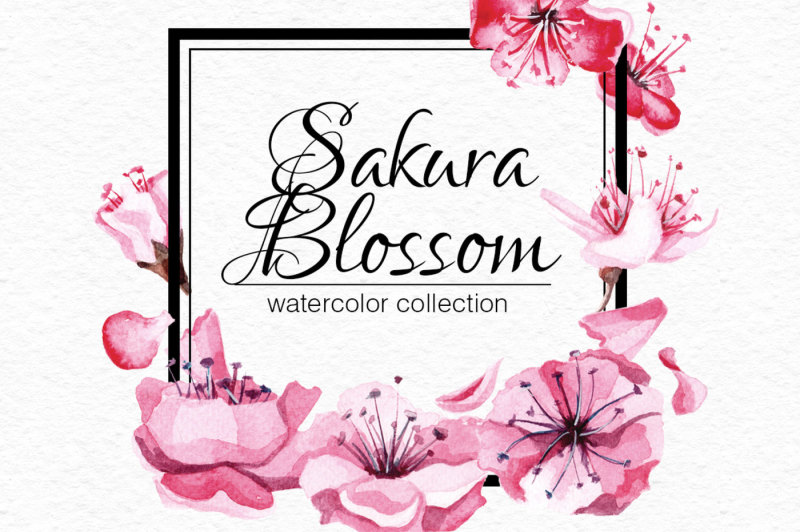sakura-blossom-collection