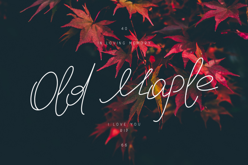 old-maple
