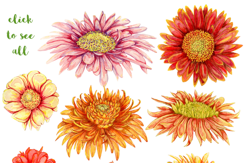 watercolor-gerbera-flowers