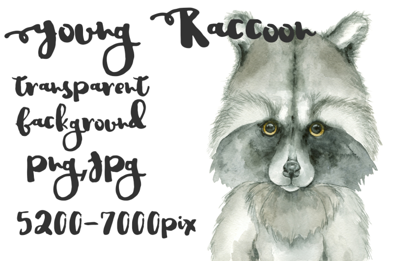 raccoon-watercolor-kid