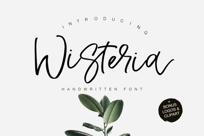 wisteria-script