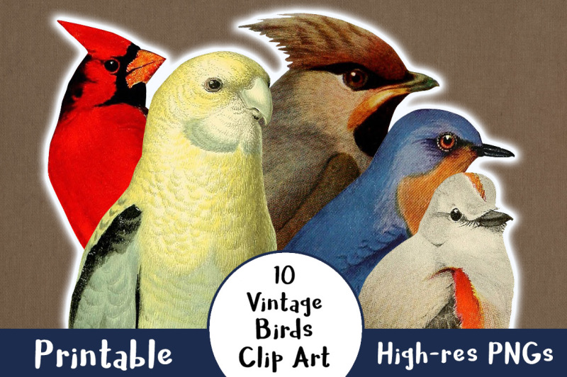10-vintage-birds-clipart-antique-bird-clipart-vintage-animal-clipart-cardinal-clipart-birds-png