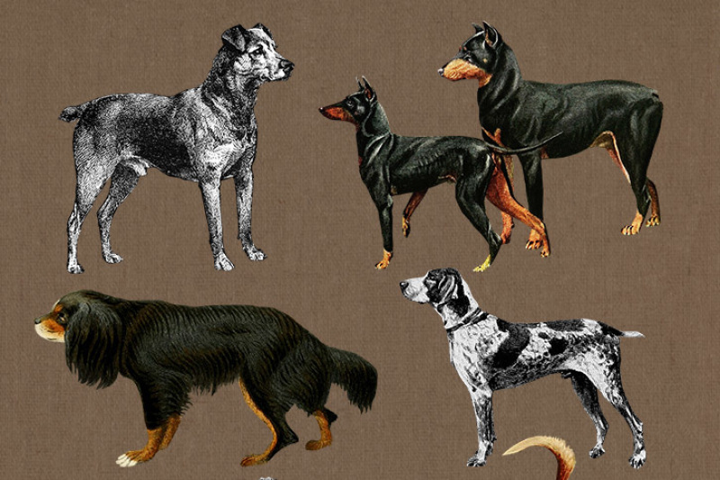 8-vintage-dogs-clipart-pet-clipart-antique-dog-clipart-animal-clipart-pet-clipart-doberman-clipart-spaniel-terrier