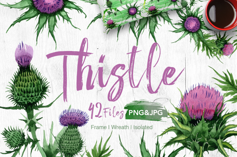 thistle-flowers-png-watercolor-set