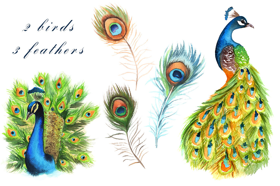 peacock clip art