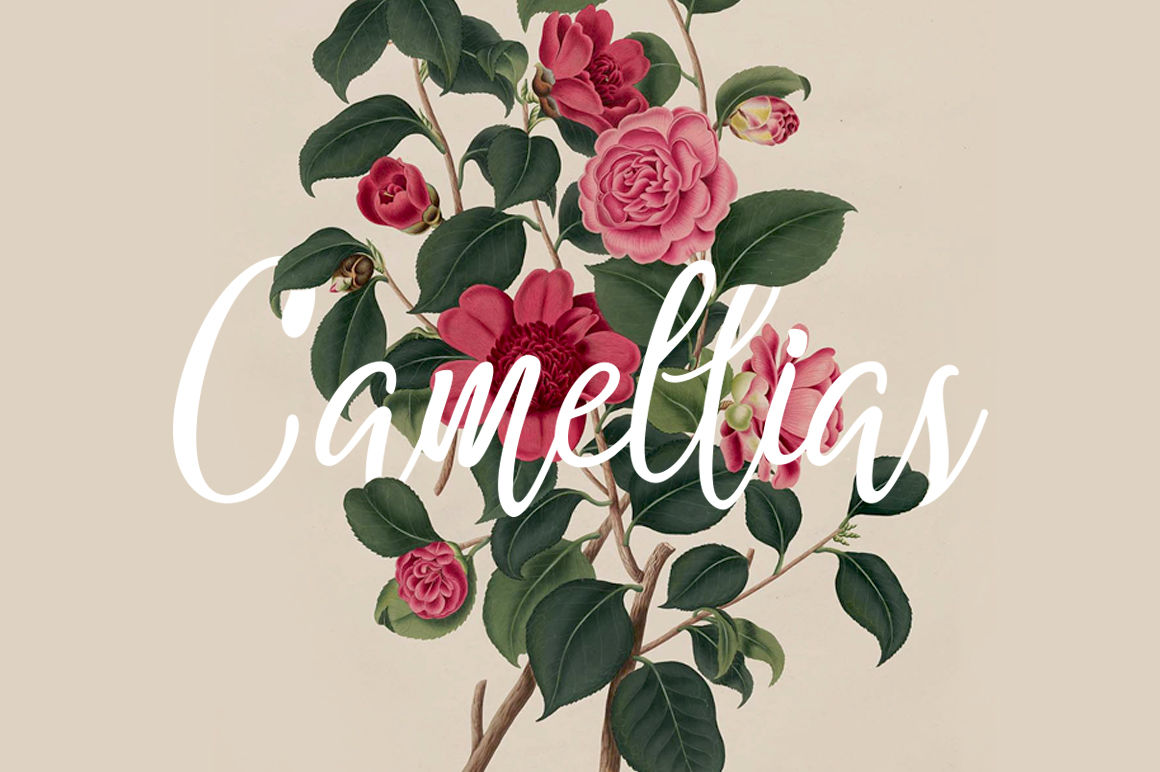 Camellias By Enjoy Production Thehungryjpeg Com