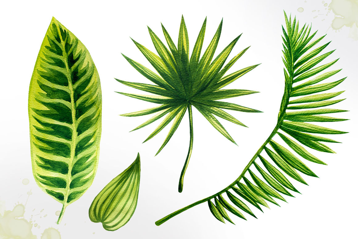 Download Tropical leaves. Watercolor vector. By Alex Green | TheHungryJPEG.com