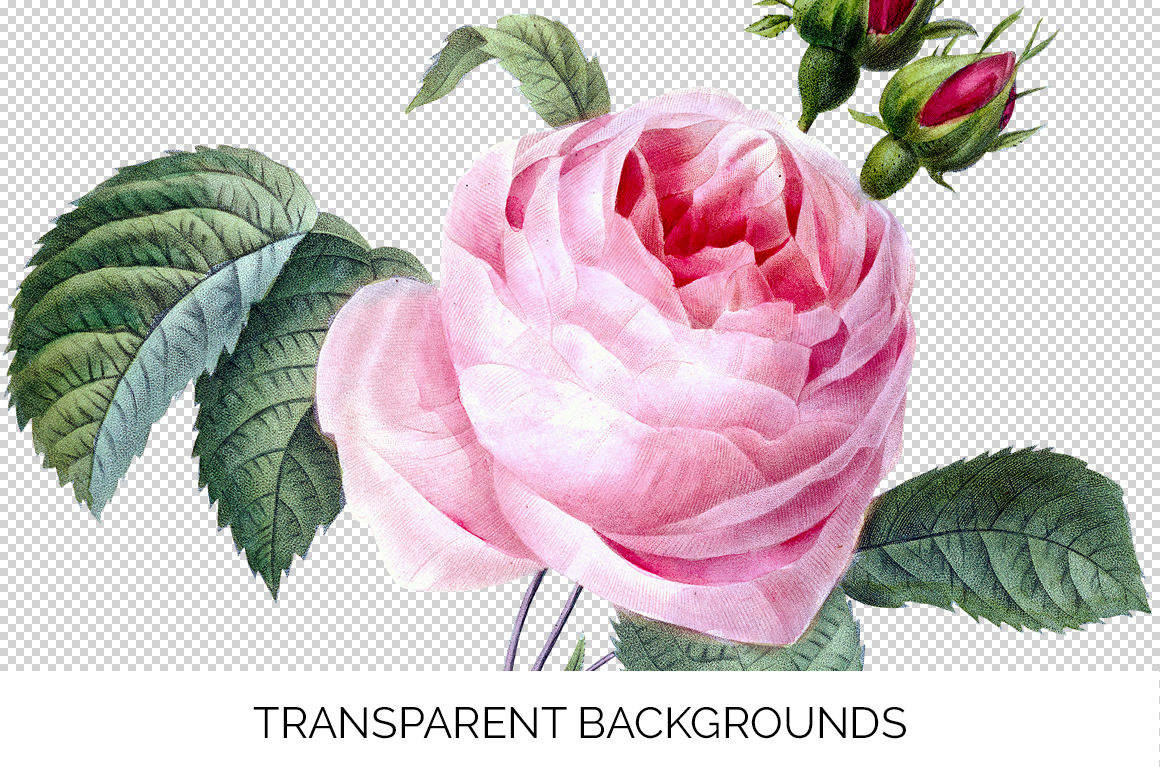Pink Rose Vintage Flowers Cabbage Rose By Enliven Designs