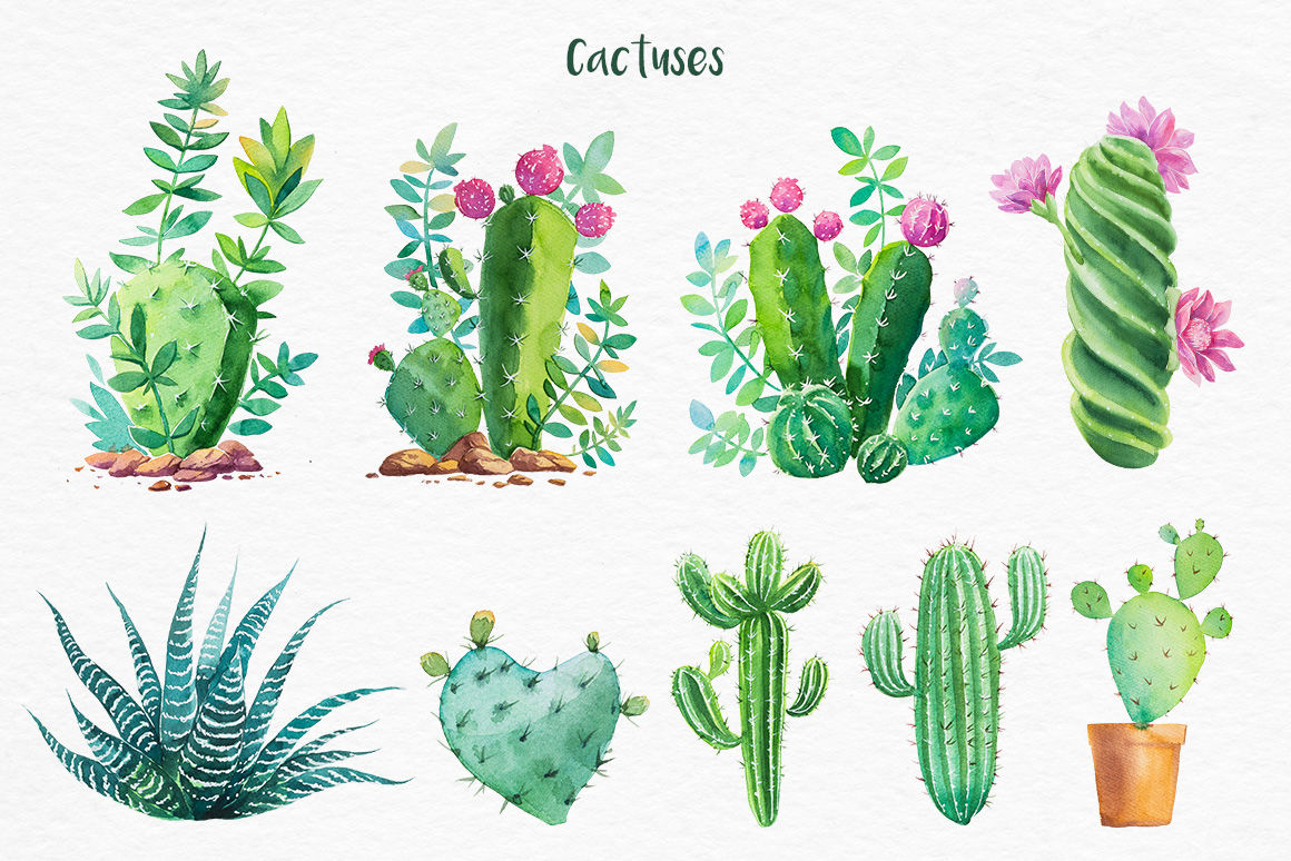 Download Cactus. Watercolor illustrations. By Alex Green | TheHungryJPEG.com
