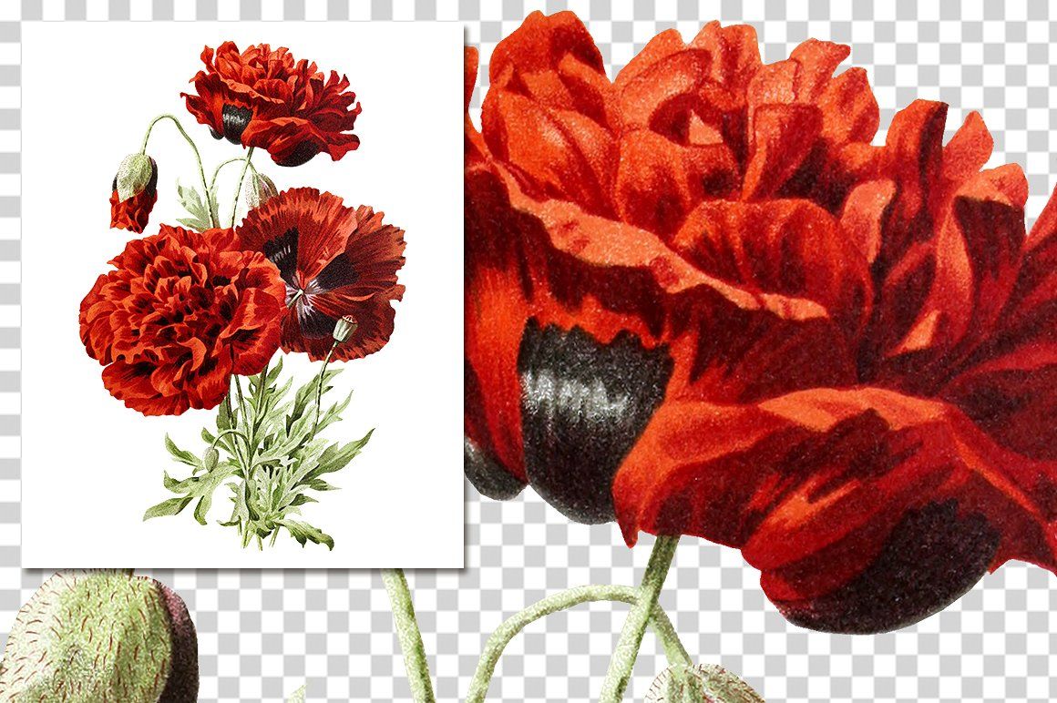 flowers-vintage-spanish-poppy-by-enliven-designs-thehungryjpeg