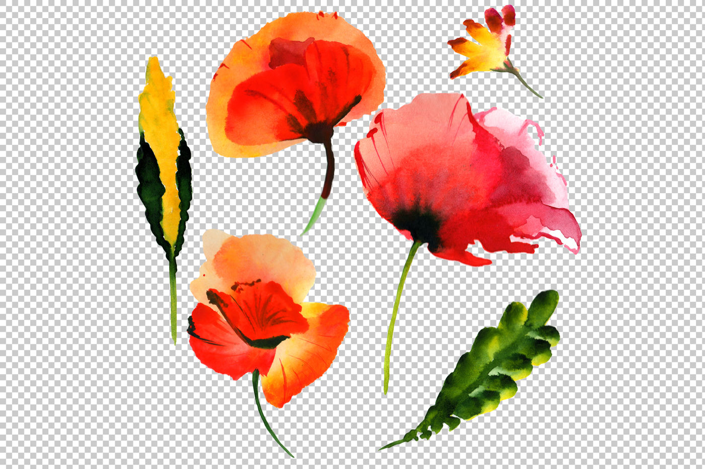 Summer colorful poppy flower PNG watercolor set By MyStocks