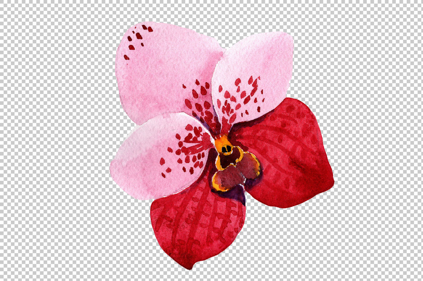 red orchid png