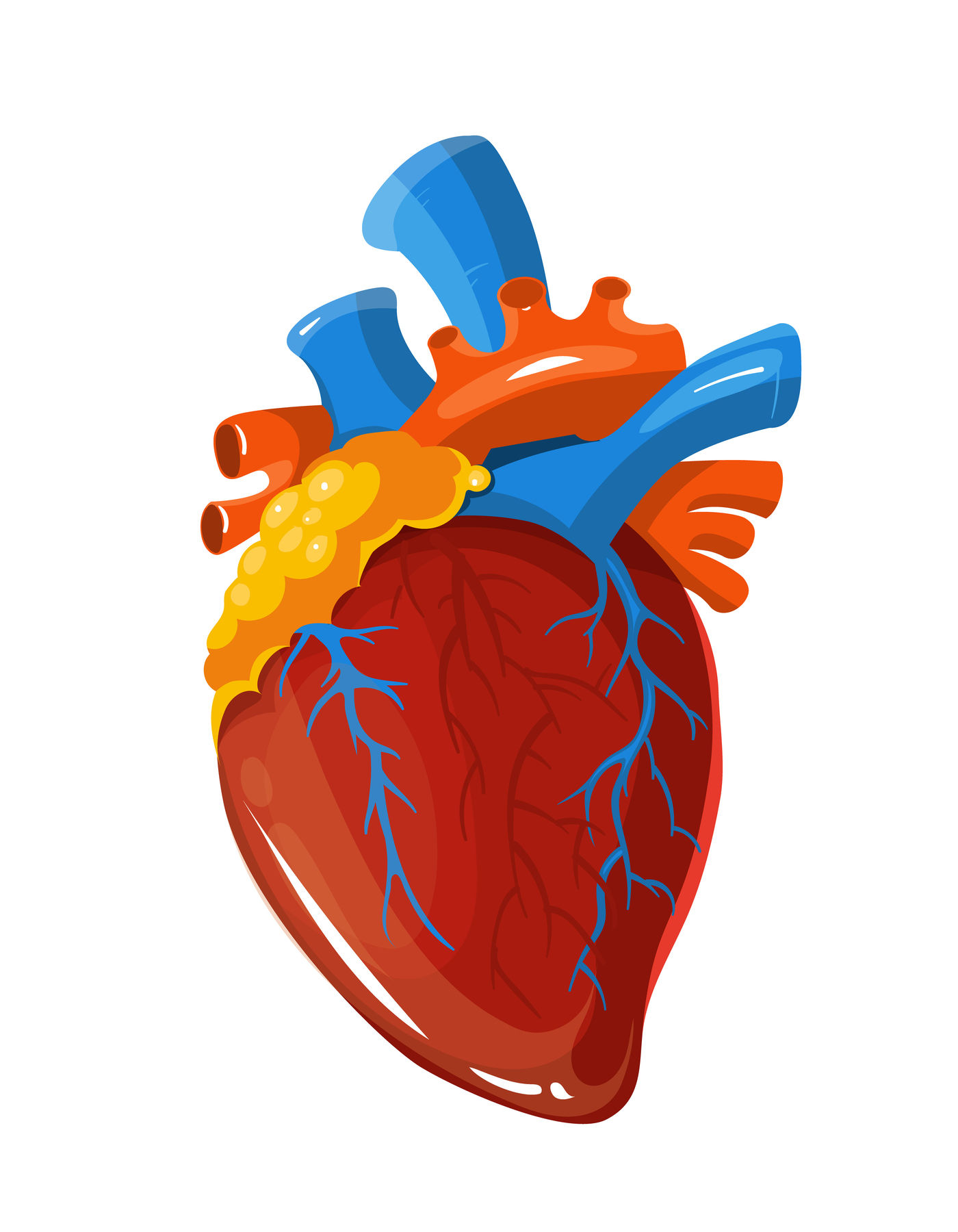 human heart illustration vector download