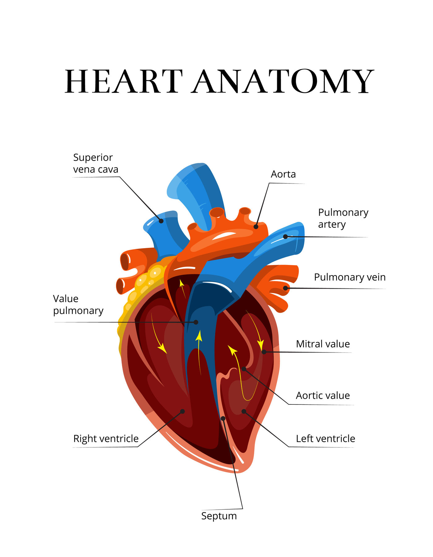 Free Free Heart Anatomy Svg 261 SVG PNG EPS DXF File