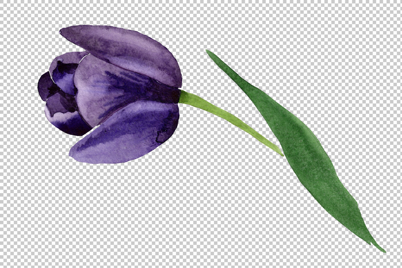  Black  tulips PNG watercolor  flower  set By MyStocks 