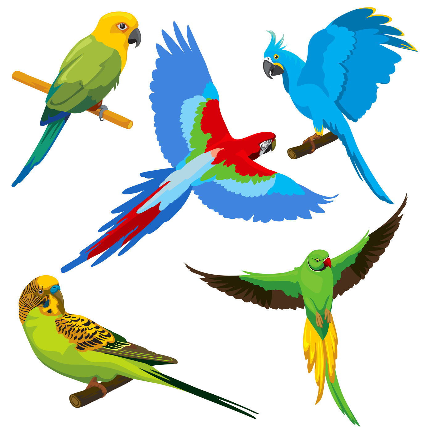 Cartoon parrots, tropical birds vector set By Microvector | TheHungryJPEG