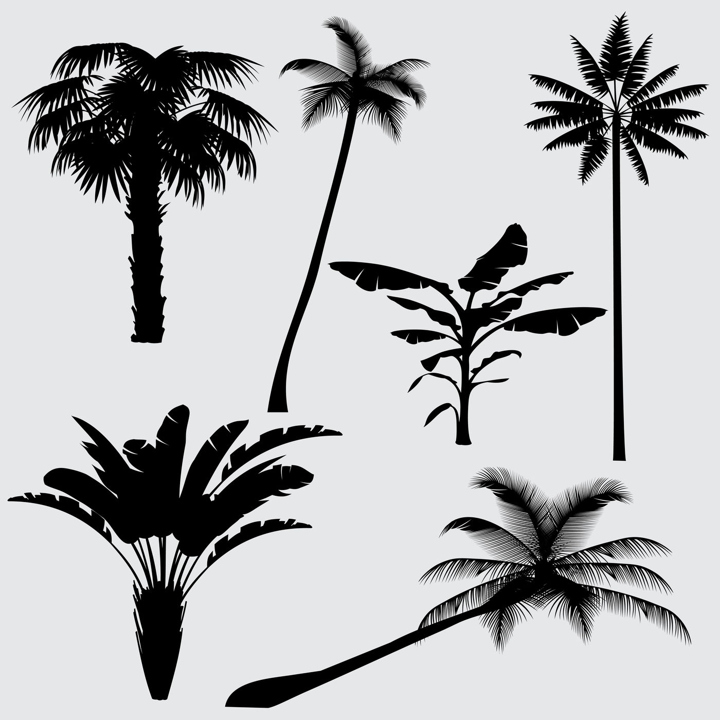 Download Tropical palm tree vector silhouettes isolated on white ...