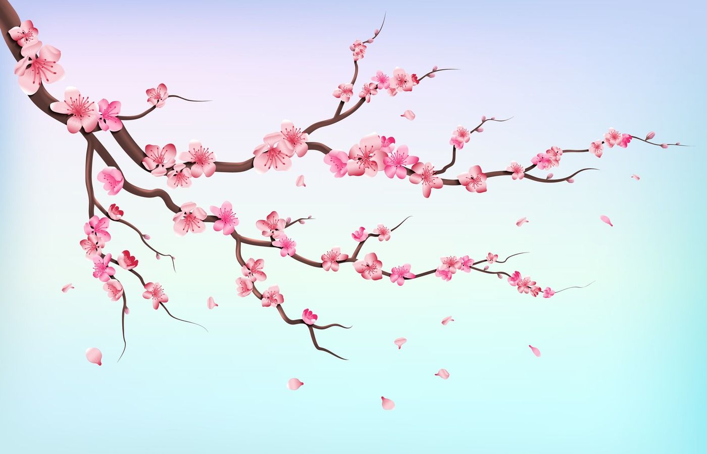 japanese cherry blossom flower branch