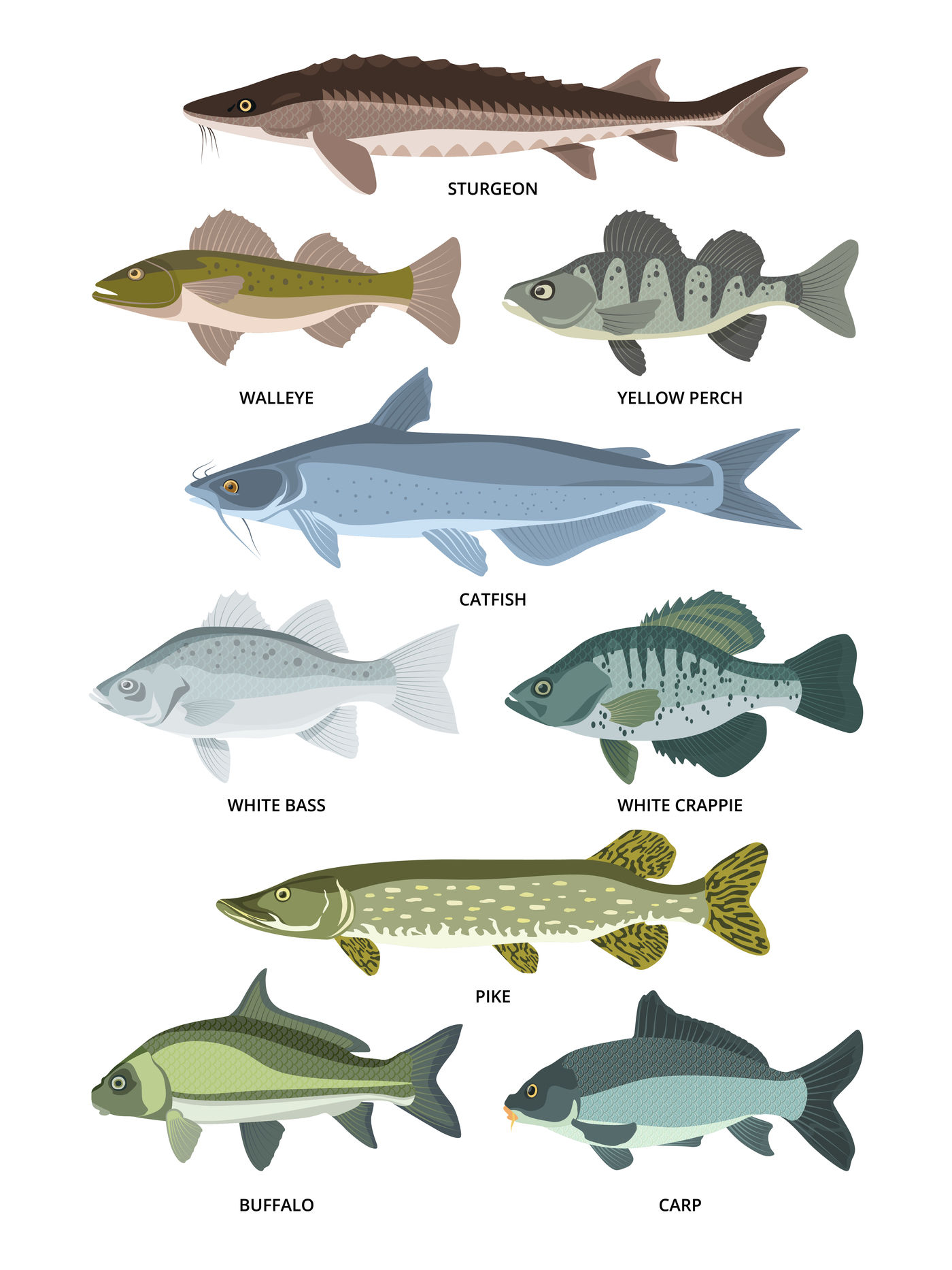 Vector Collection Of Different Kinds Of Freshwater Fish By Onyx Thehungryjpeg Com