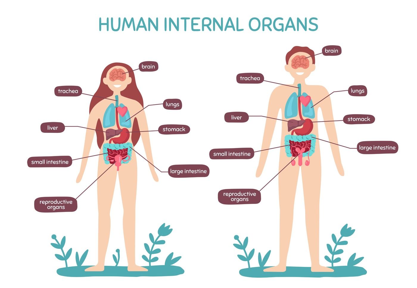 Cartoon Human Body Anatomy Male And Female Internal Organs Humans Ph By Tartila Thehungryjpeg Com