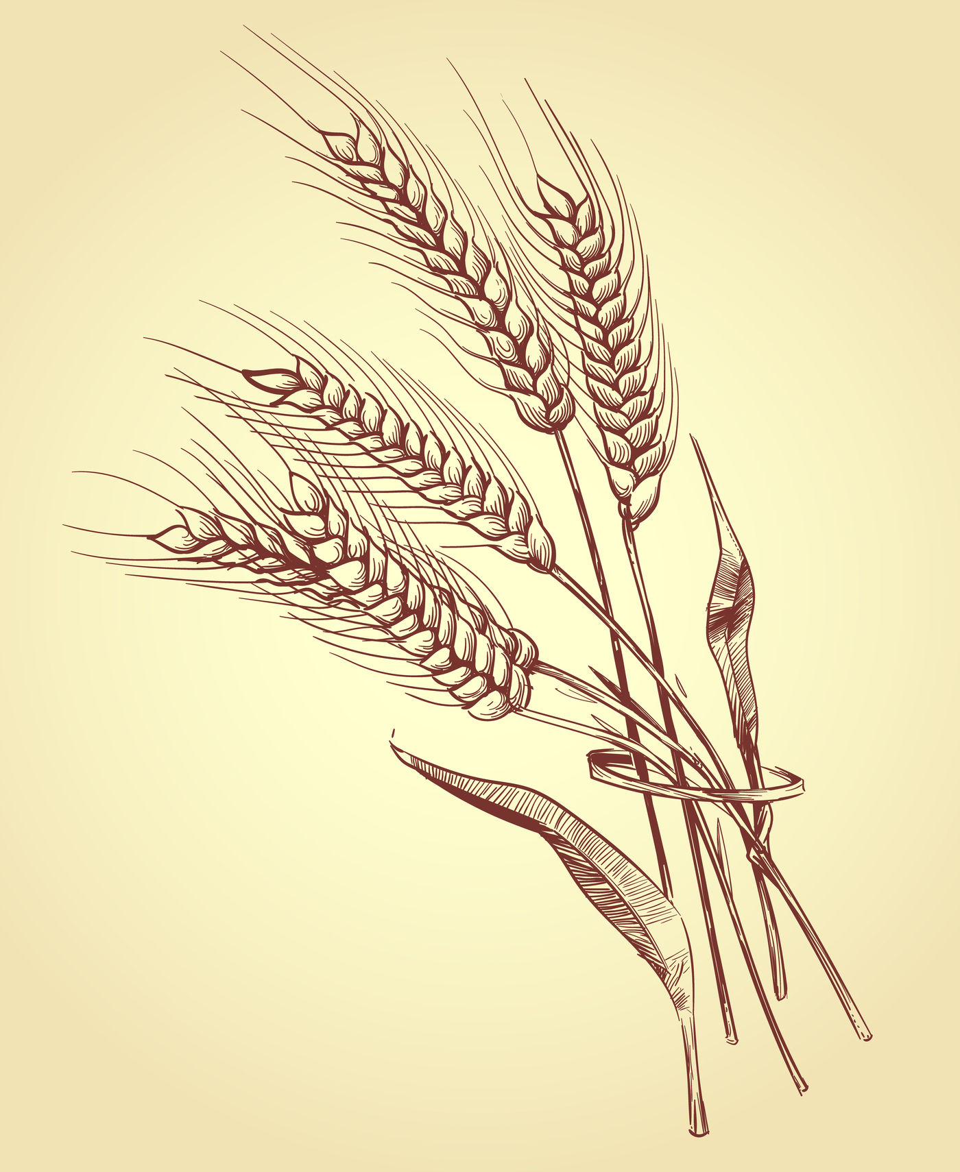 Hand drawn ears of wheat with grains, bakery sketch vector illustratio By  Microvector | TheHungryJPEG
