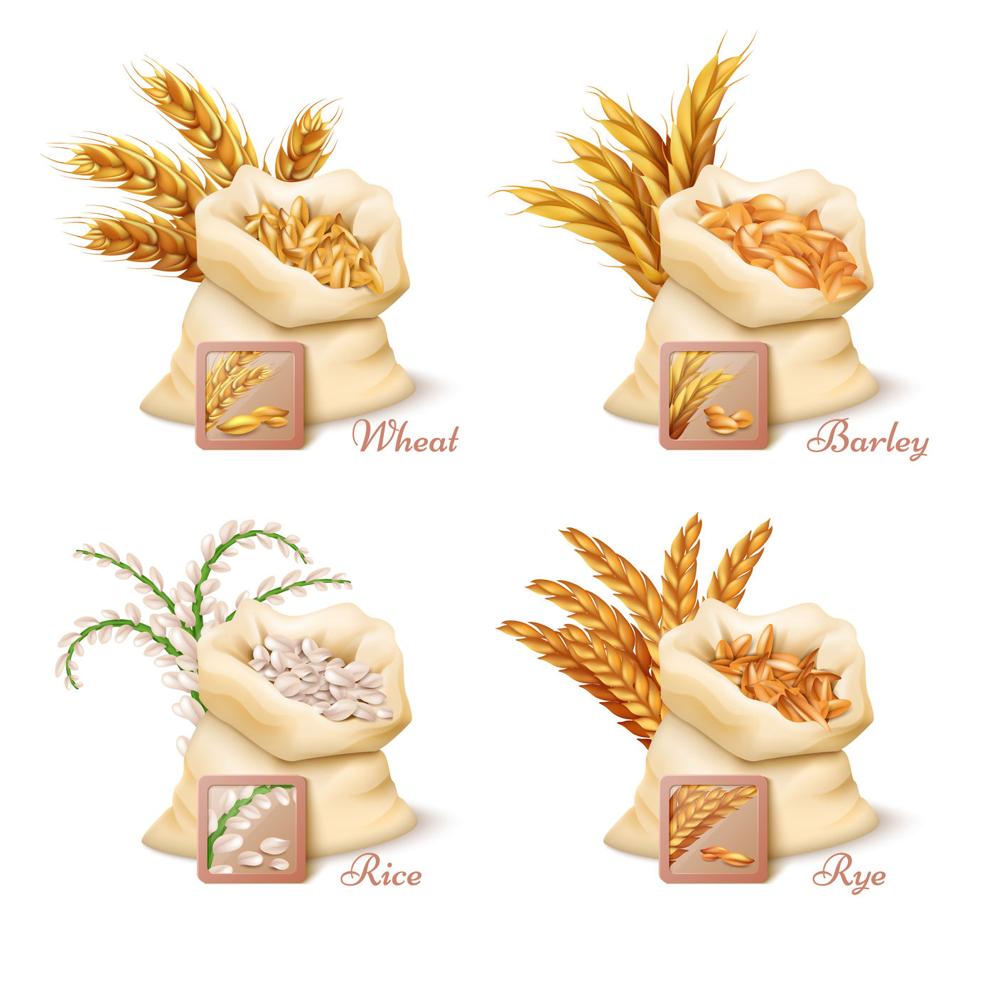 Agricultural Cereals Wheat Barley Oat And Rice Vector Set By Microvector Thehungryjpeg Com